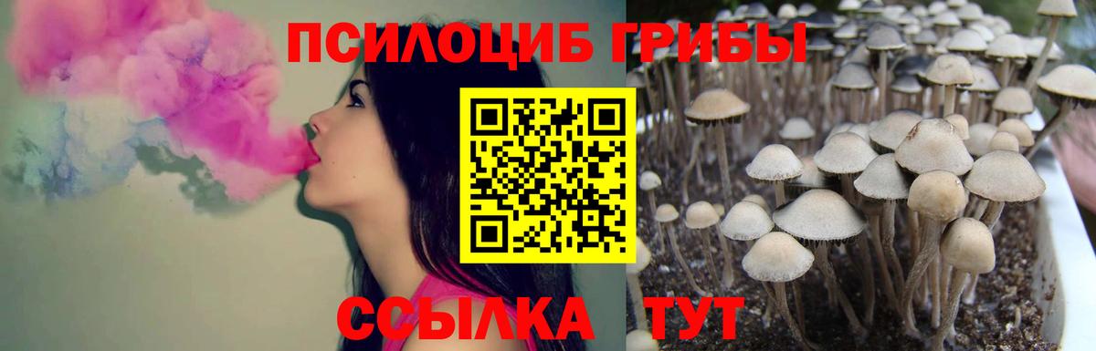 Тула  Галлюциногенные грибы Cubensis  Вход с VPN 